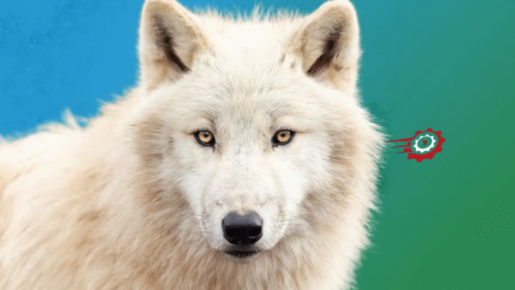 wolf spirit animal
